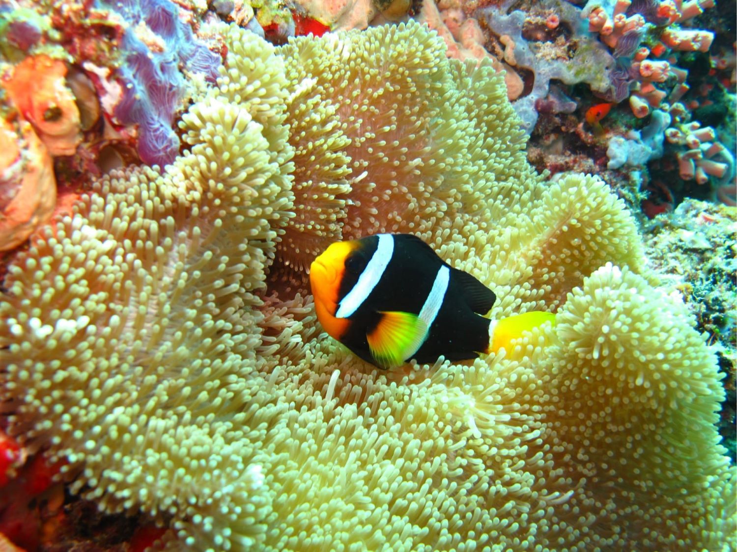 Coral Reef at Ellaidahoo